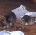 Gato raça SRD idade Abaixo de 2 meses nome Sem nome