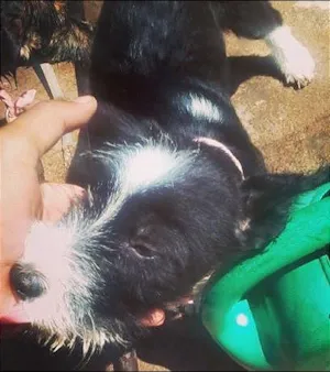 Cachorro raça SRD idade 2 a 6 meses nome Mailo