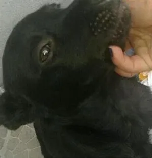 Cachorro ra a vira-lata idade 7 a 11 meses nome Kurt