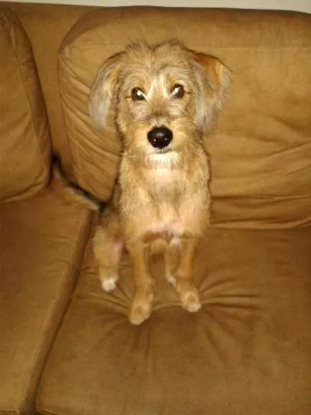 Cachorro ra a SRD idade 2 a 6 meses nome Tomas