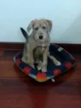 Tomas