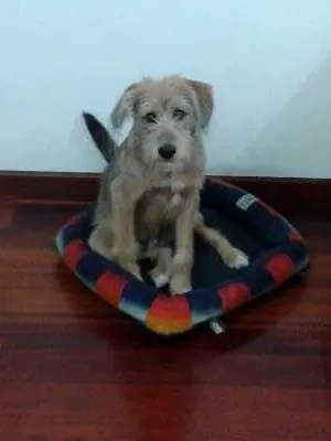 Cachorro ra a SRD idade 2 a 6 meses nome Tomas