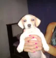 mel