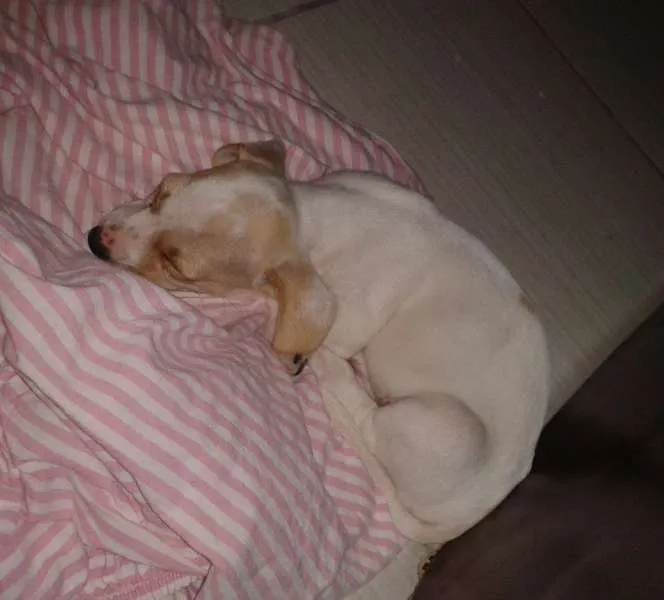 Cachorro raça SRD idade Abaixo de 2 meses nome mel