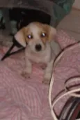 mel