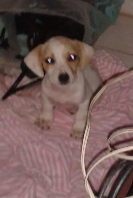 Cachorro raça SRD idade Abaixo de 2 meses nome mel
