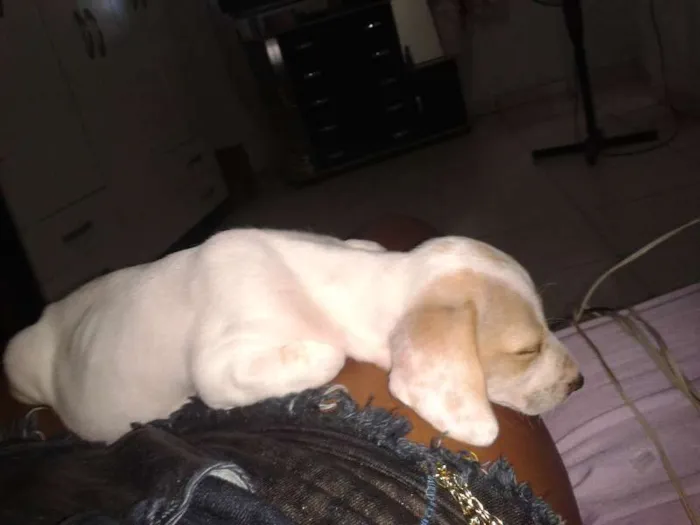 Cachorro raça SRD idade Abaixo de 2 meses nome mel