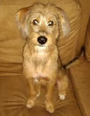 Cachorro raça SRD idade 2 a 6 meses nome Tomas