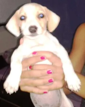Cachorro raça SRD idade Abaixo de 2 meses nome mel