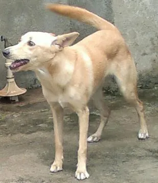 Cachorro ra a srd idade 1 ano nome Cindy