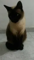 Aila