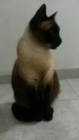 Aila