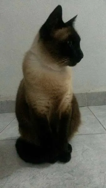 Gato raça Siamês idade 3 anos nome Aila