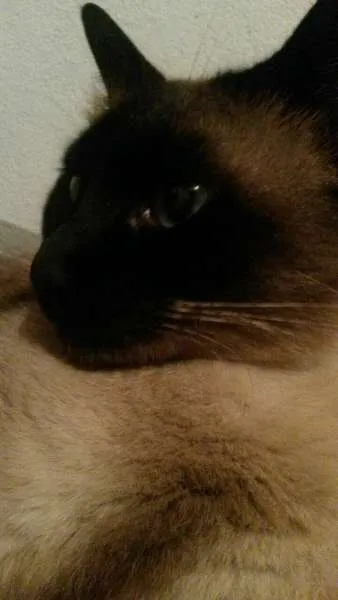 Gato raça Siamês idade 3 anos nome Aila
