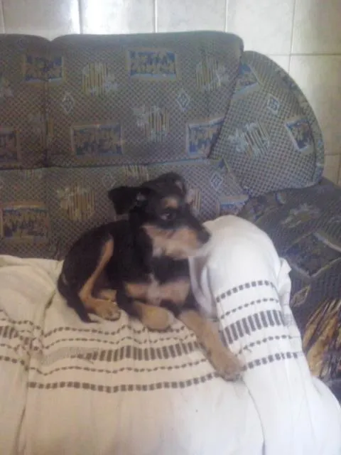 Cachorro ra a SRD idade 2 a 6 meses nome Belinha