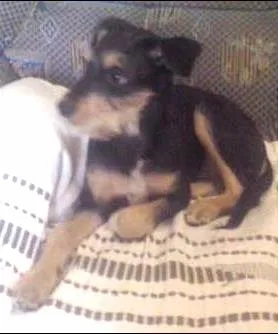 Cachorro ra a SRD idade 2 a 6 meses nome Belinha