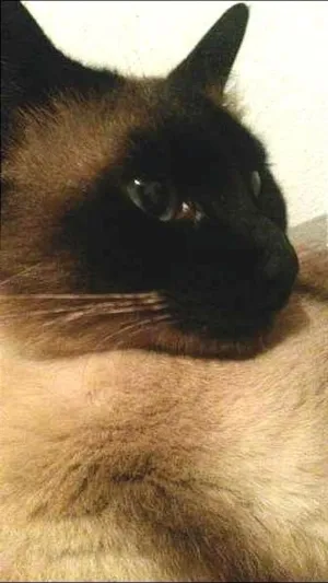 Gato raça Siamês idade 3 anos nome Aila
