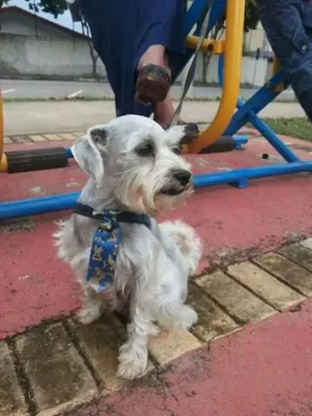 Cachorro ra a shnauzer miniatura idade 2 a 6 meses nome Snoopy