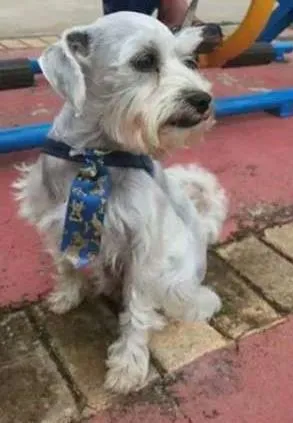 Cachorro raça shnauzer miniatura idade 2 a 6 meses nome Snoopy