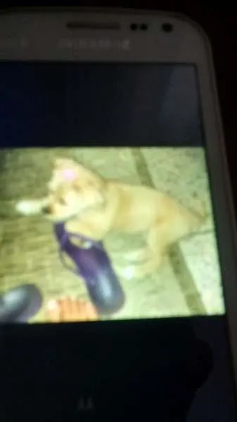 Cachorro ra a Lhasa Apso/ idade 7 a 11 meses nome Sindy