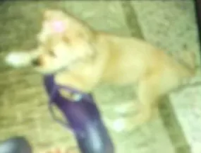 Cachorro ra a Lhasa Apso/ idade 7 a 11 meses nome Sindy