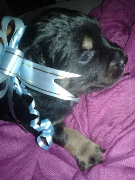 Cachorro ra a SRD idade Abaixo de 2 meses nome Sem nome