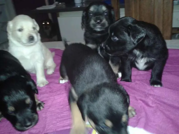 Cachorro ra a SRD idade Abaixo de 2 meses nome Sem nome