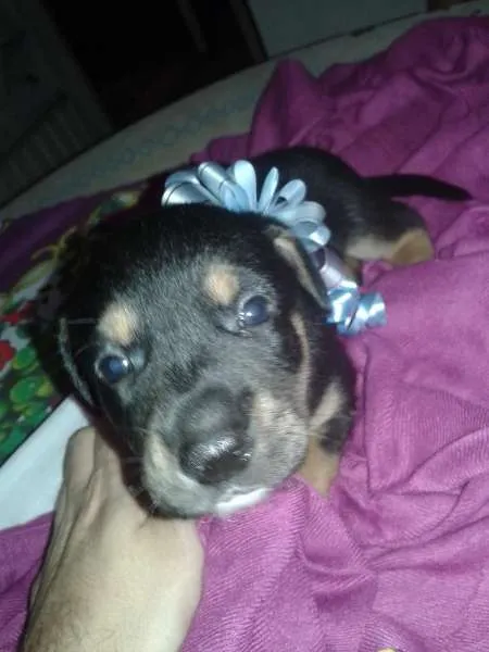 Cachorro ra a SRD idade Abaixo de 2 meses nome Sem nome