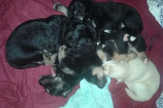Cachorro ra a SRD idade Abaixo de 2 meses nome Sem nome