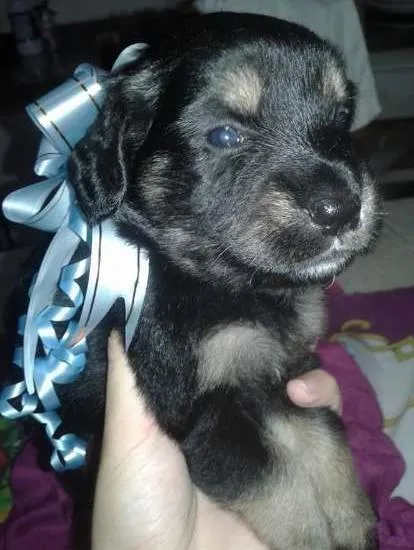 Cachorro ra a SRD idade Abaixo de 2 meses nome Sem nome