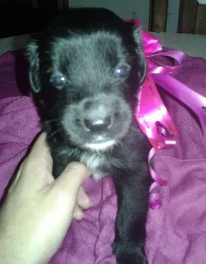 Cachorro ra a SRD idade Abaixo de 2 meses nome Sem nome