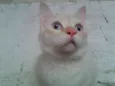 HANS