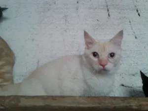 Gato raça SRD idade 1 ano nome HANS