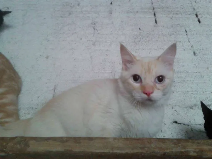 Gato ra a SRD idade 1 ano nome HANS