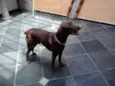 DUK