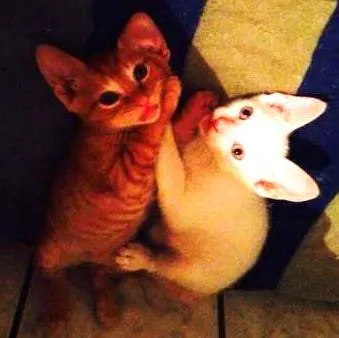 Gato ra a sem raça definida idade 2 a 6 meses nome sem nomes