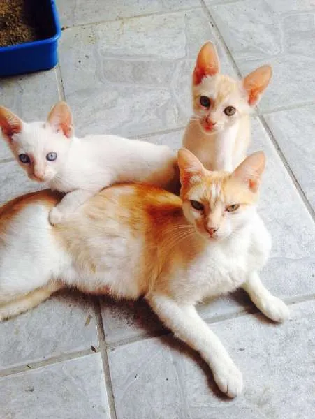 Gato ra a sem raça definida idade 2 a 6 meses nome sem nomes