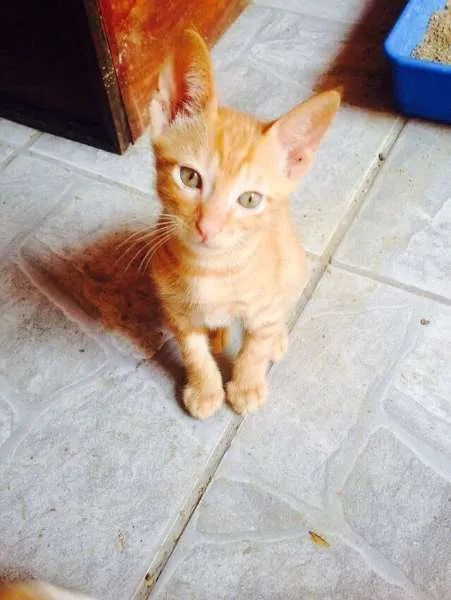 Gato ra a sem raça definida idade 2 a 6 meses nome sem nomes