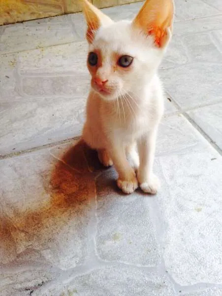 Gato ra a sem raça definida idade 2 a 6 meses nome sem nomes