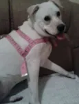 Pérola