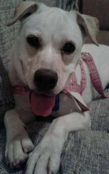 Cachorro ra a SRD idade 2 anos nome Pérola
