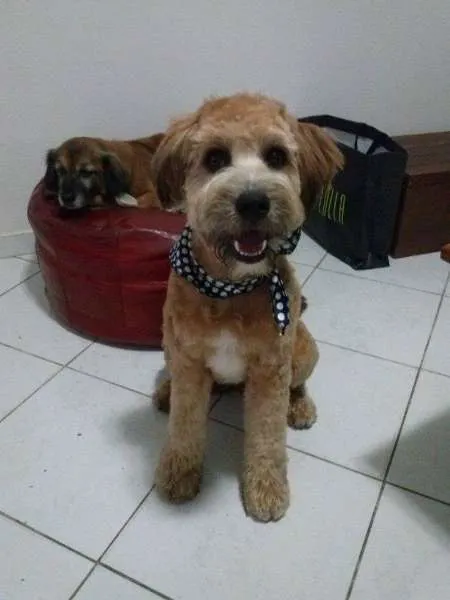 Cachorro ra a SRD idade 7 a 11 meses nome THOR