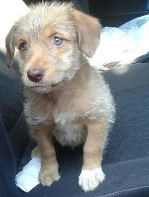Cachorro raça SRD idade Abaixo de 2 meses nome Duda(loirinha) Lola