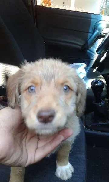 Cachorro ra a SRD idade Abaixo de 2 meses nome Duda(loirinha) Lola