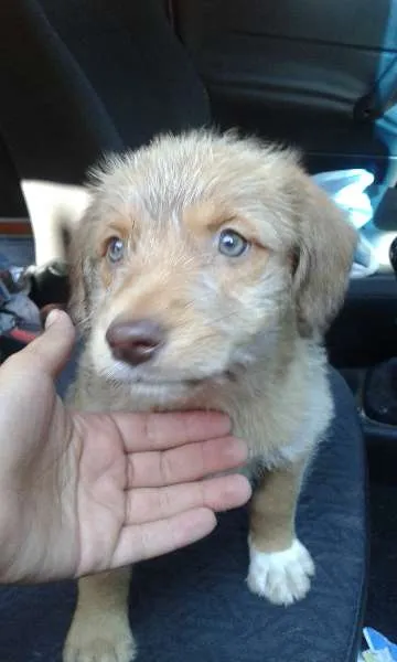 Cachorro ra a SRD idade Abaixo de 2 meses nome Duda(loirinha) Lola