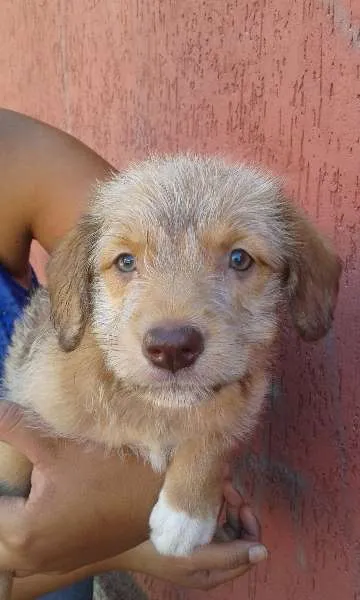 Cachorro ra a SRD idade Abaixo de 2 meses nome Duda(loirinha) Lola