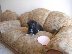 Cachorro raça Lhasa Apso idade 2 a 6 meses nome yuri