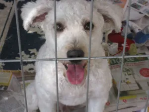 Cachorro raça Poodle idade 2 anos nome Fred