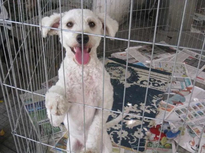 Cachorro ra a Poodle idade 2 anos nome Fred
