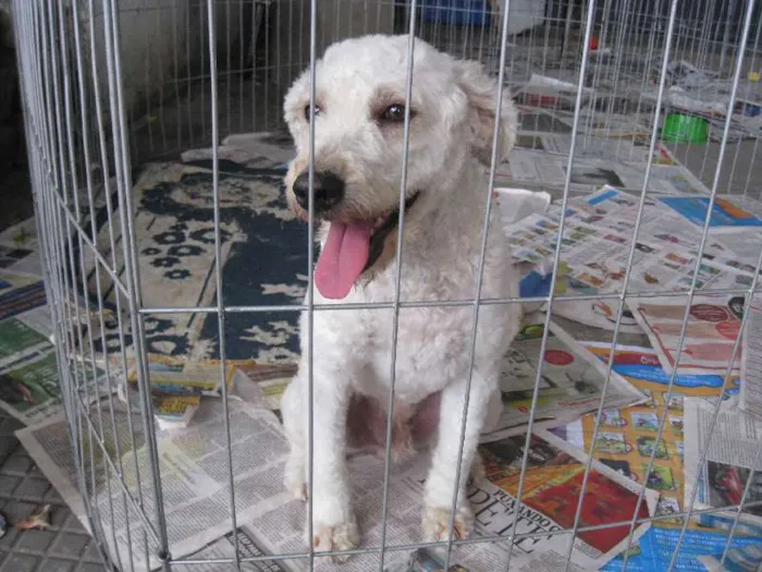 Cachorro ra a Poodle idade 2 anos nome Fred